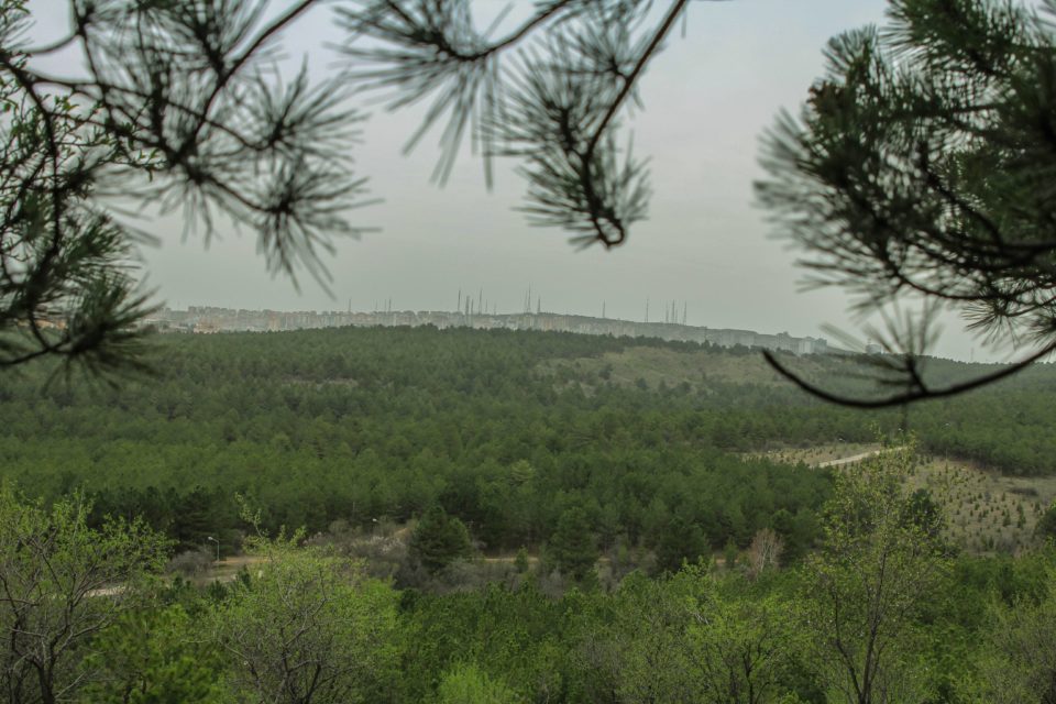 Forest Ankara